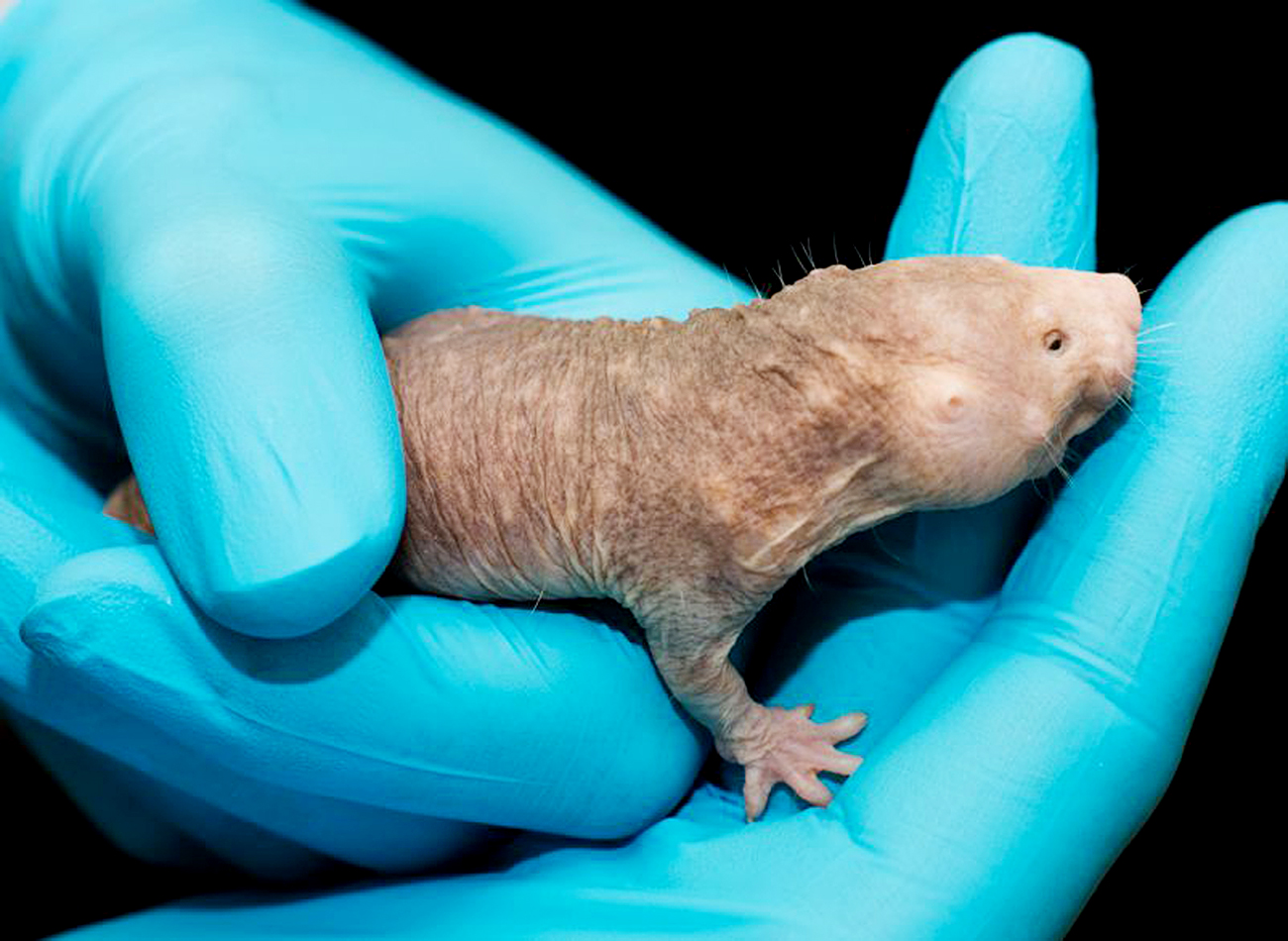 Naked Mole Rats Help Russian Scientists Understand Our Possible Future