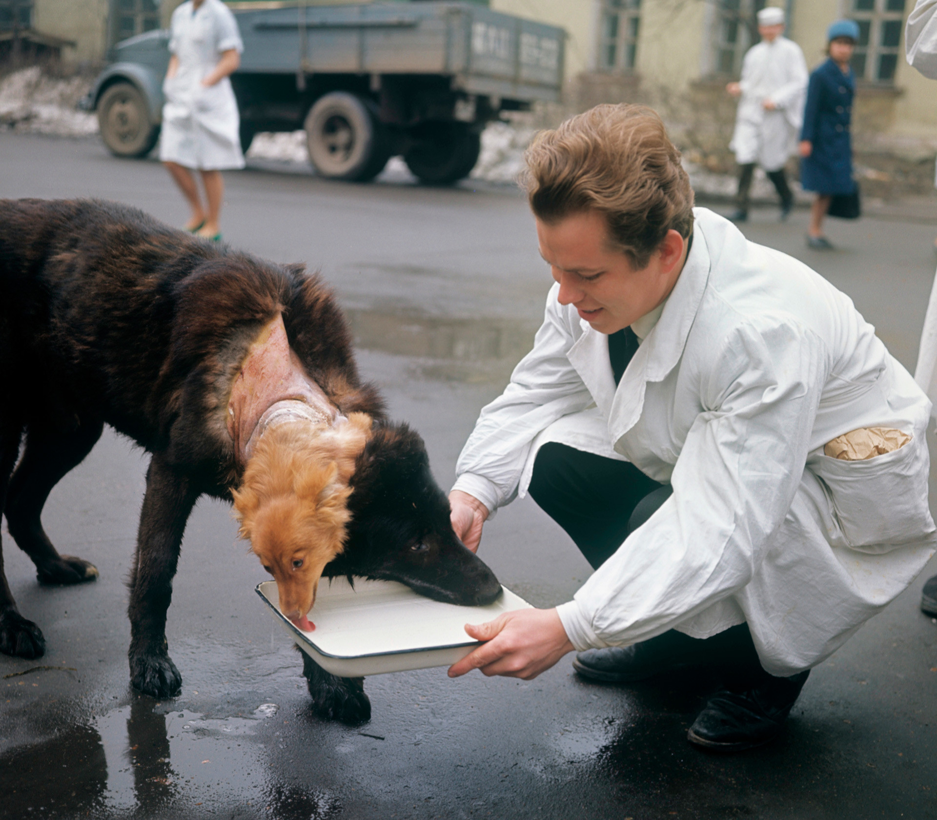 A dog with two heads: How a Soviet doctor pioneered organ