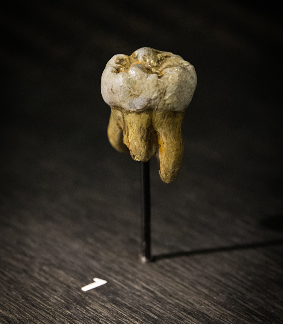 Un fragmento de un hueso de un dedo y varios molares encontrados en la cueva Denísova de Altái permitieron a los científicos hacer un nuevo descubrimiento del Homo genus.