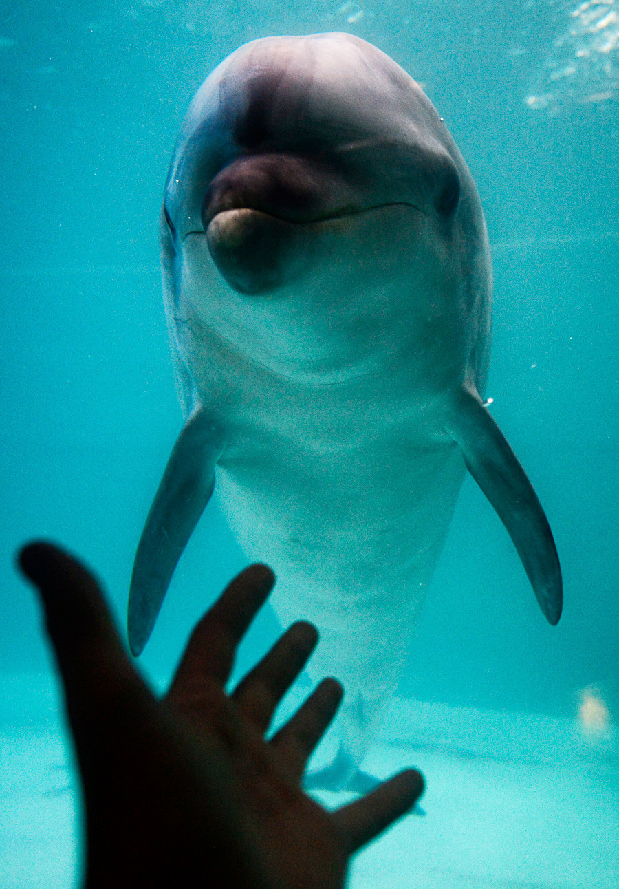 Če srečate delfina, previdno! Morda je ruski vohun (ali pa tudi ne)