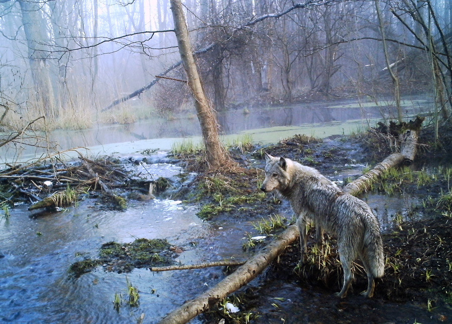 Volk v gozdovih okoli Pripjata (2012)