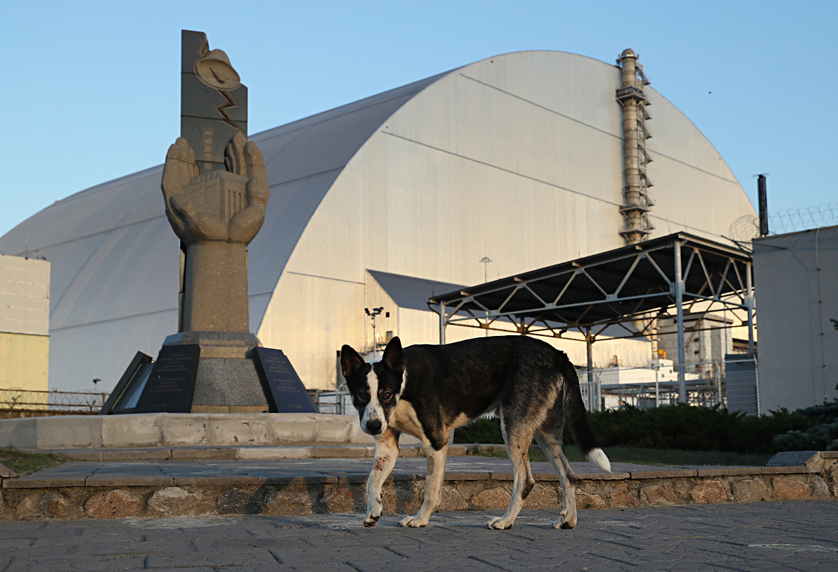 Potepuški pes v okolici reaktorja (avgust, 2017)