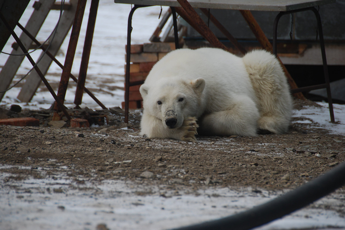 ロシアではクマの出没にどう対処しているか ロシア ビヨンド