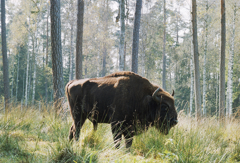Bison adalah simbol Taman Nasional Belovezhskaya Pushcha, 1989.