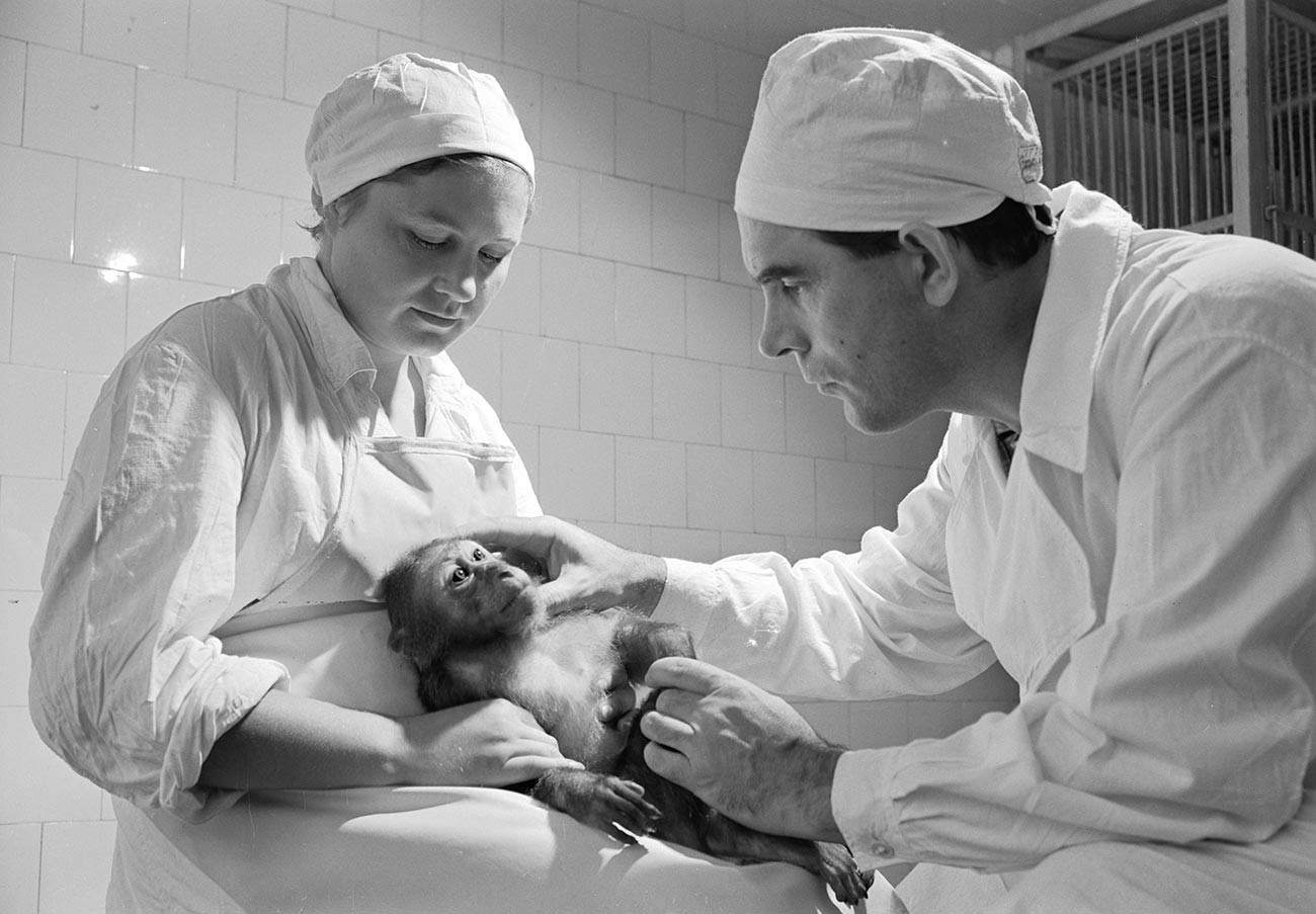 Опыты по введению вакцины обезьянам в Институте полиомиелита