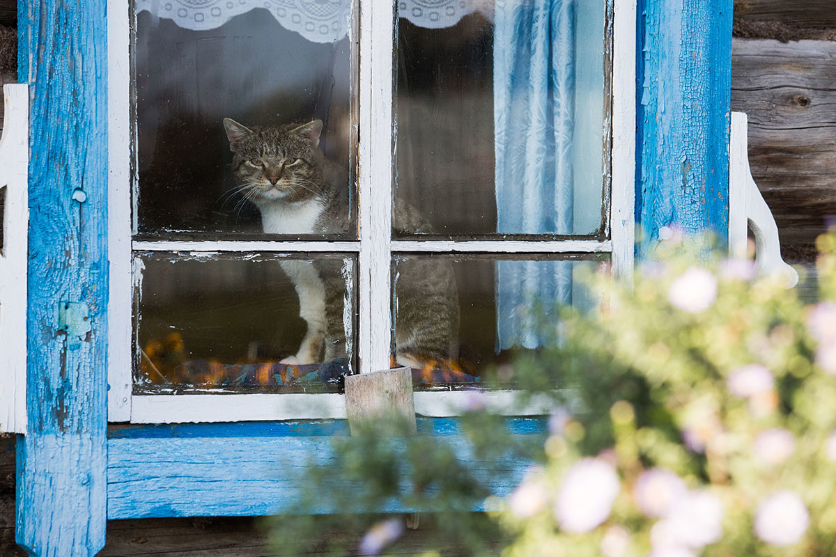  Русия. Омска област. 28 септември 2016 година Котка в къща в село Короленка, Седелниковски регион. 