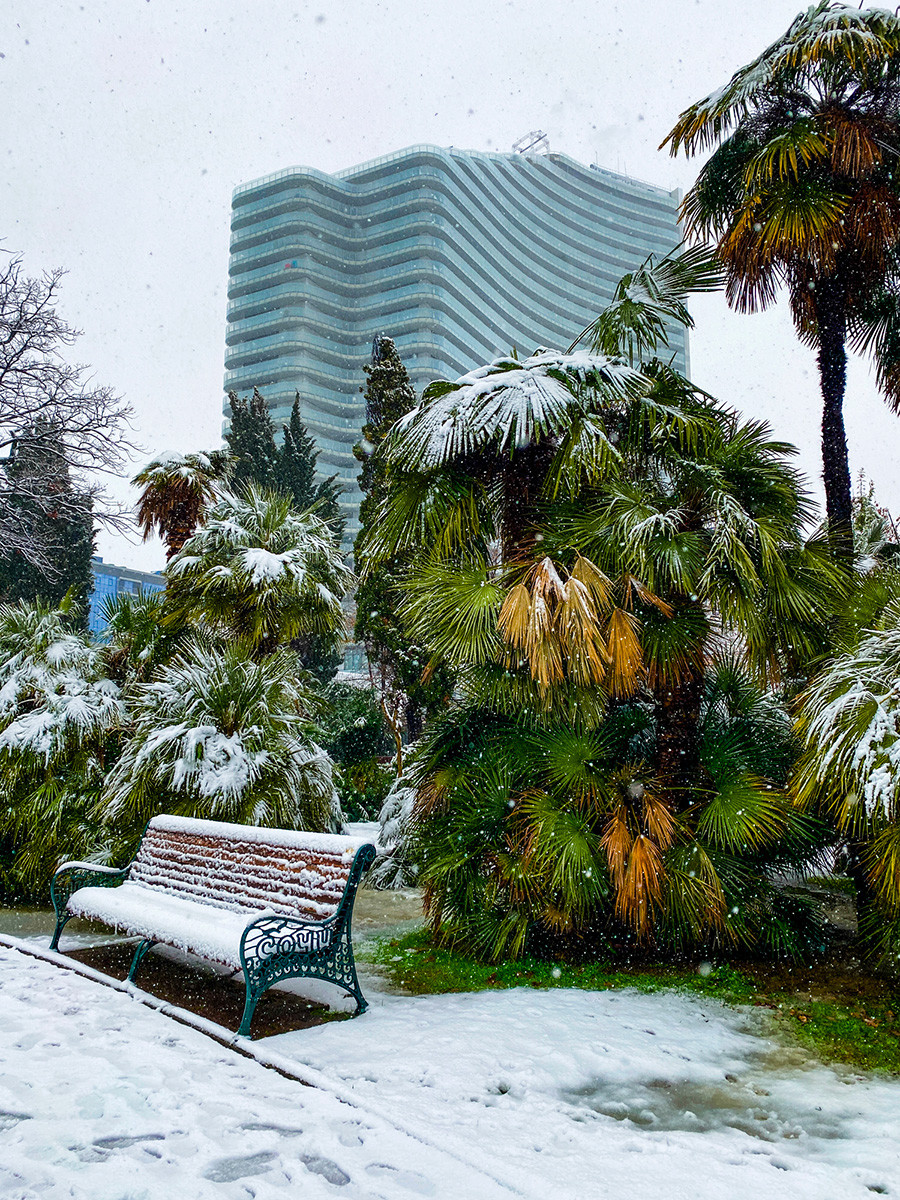 Сочинские пальмы в снегу - нечастое явление