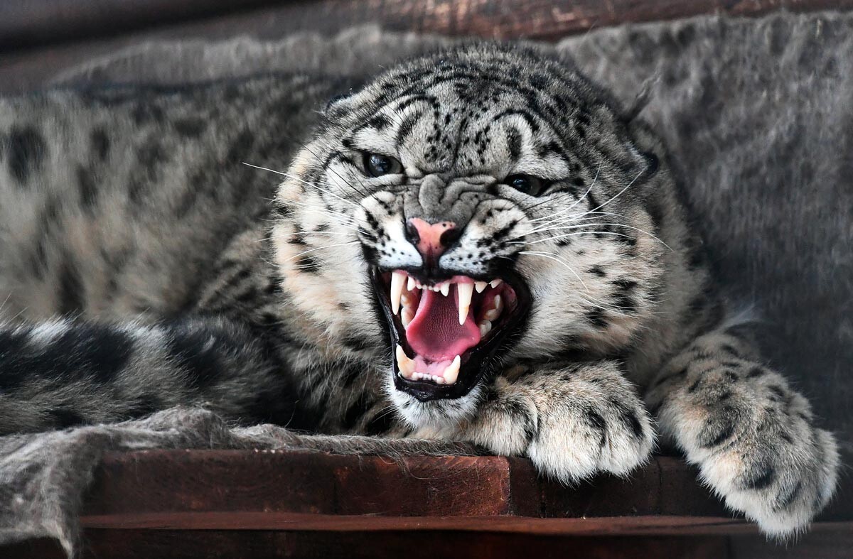 ユキヒョウはなぜ自分の尾を歯で噛んでいるのか 世界でもっとも高地に住むネコ科の動物についての様々な事実 ロシア ビヨンド