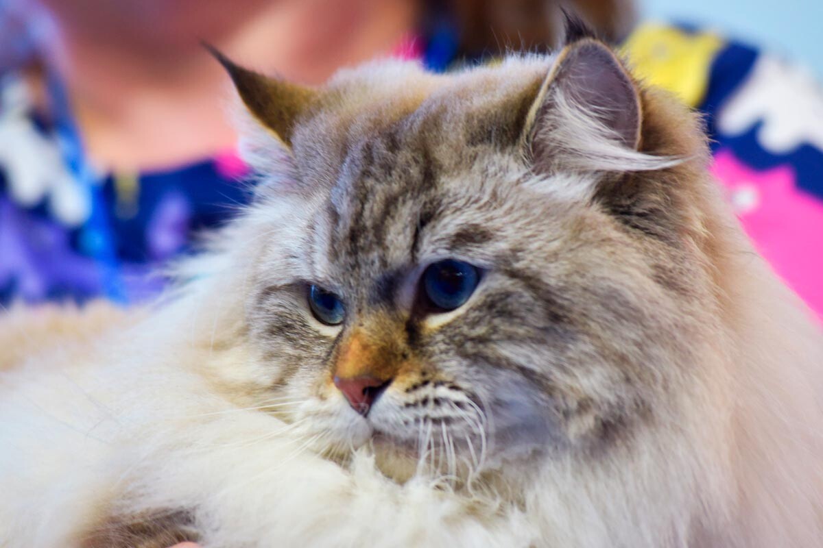 寒さにもっとも強い飼い猫 サイベリアン猫について10の事実 ロシア ビヨンド