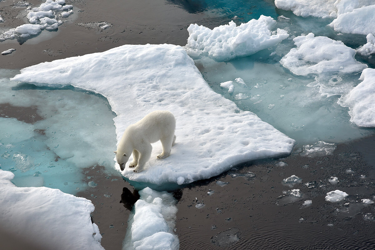 Polarni medved na ledeni plošči sredi Arktičnega morja