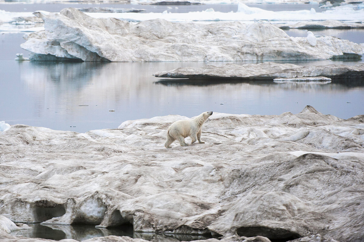 Polarni medved na Wranglovem otoku