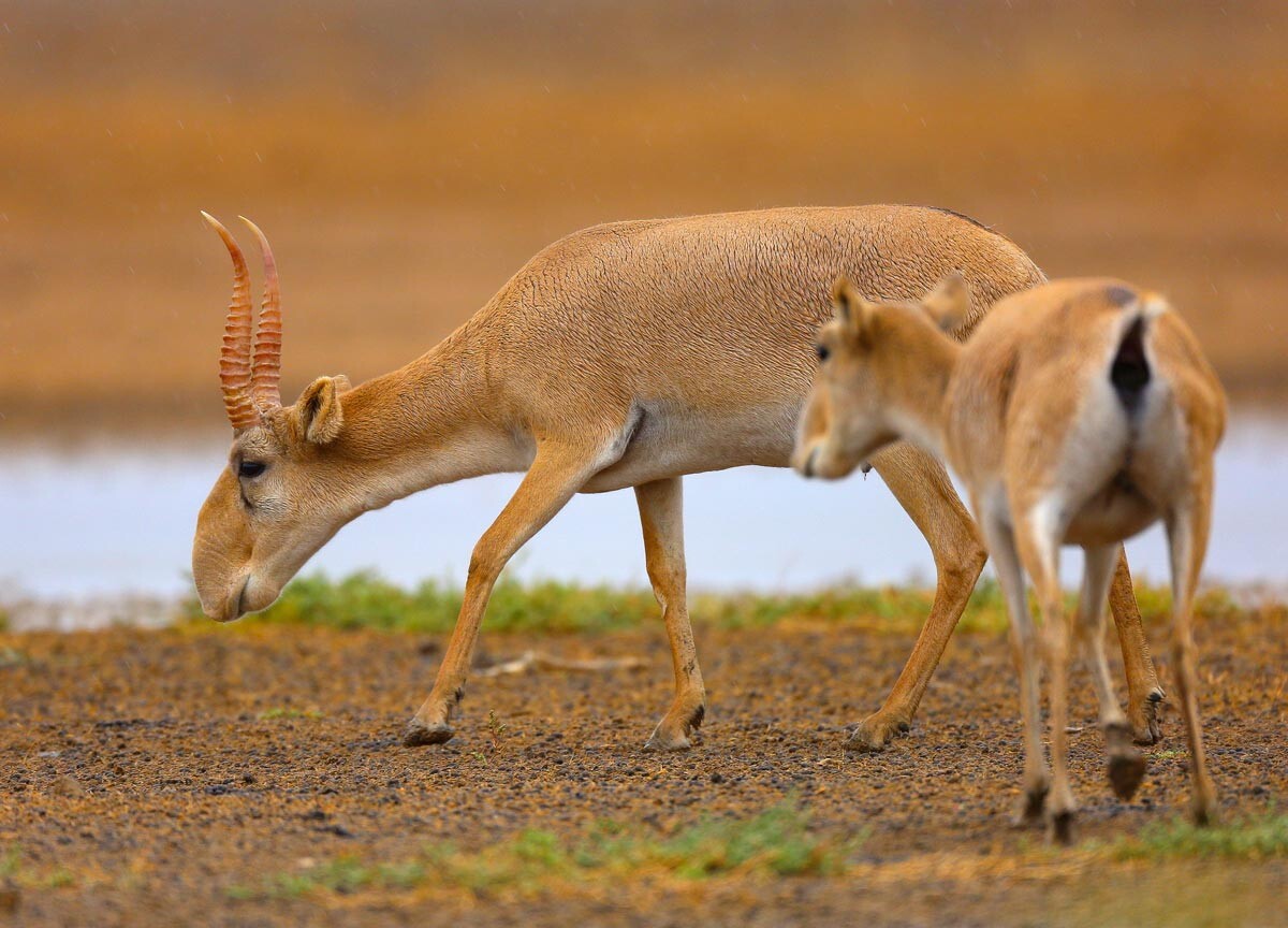 Datos Sobre Un Raro Ant Lope Estepario Llamado Saiga Russia Beyond Es