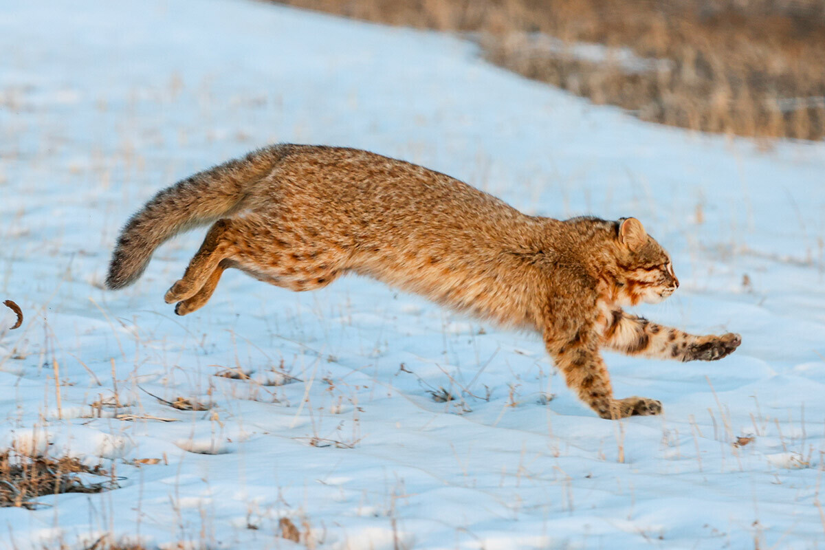 Seekor kucing macan tutul Amur terlihat di wilayah Kotamadya Khankaysky.