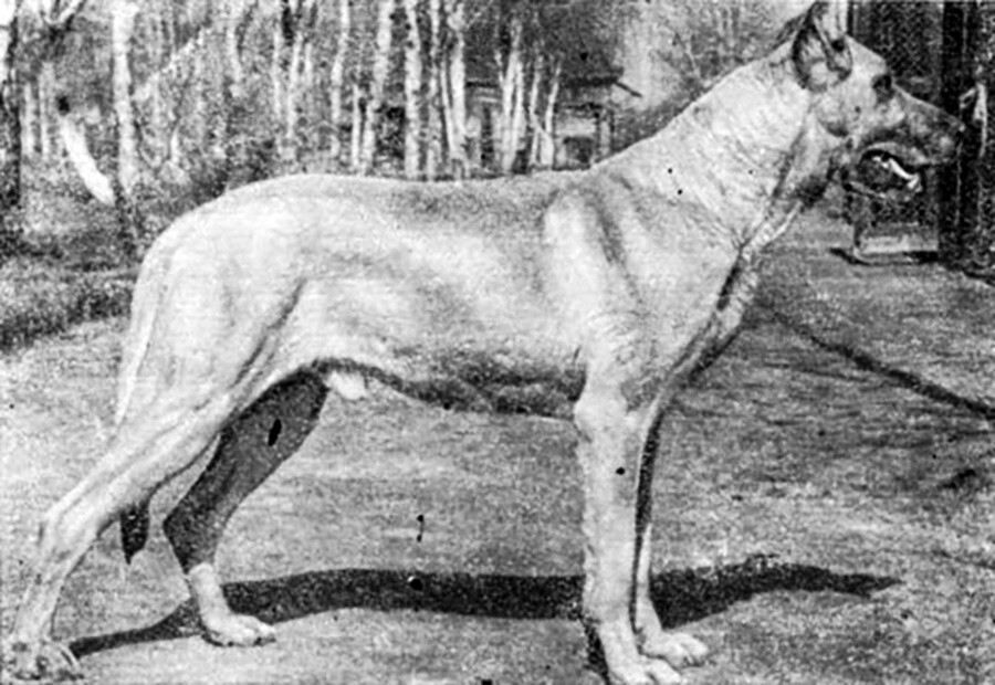 Foto anjing moskow dari Buku Referensi tentang Pengembangbiakan Anjing