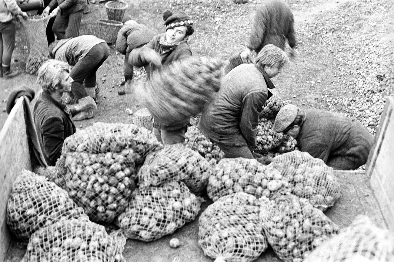 Alumnos del Instituto Pedagógico Estatal V.I. Lenin de Moscú durante la cosecha de patatas