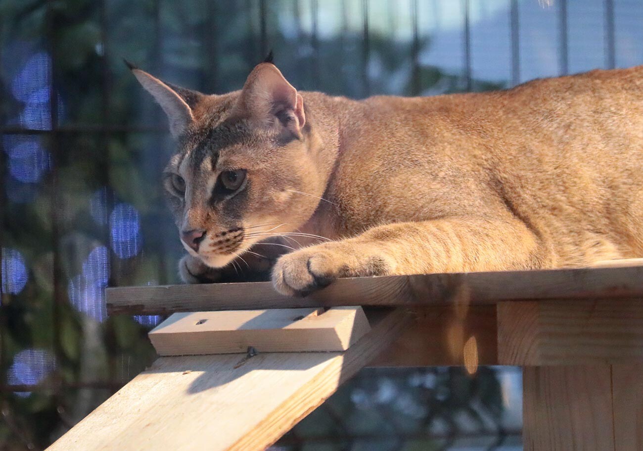 世界最大の飼い猫 カラキャットはなぜロシアで繁殖されるようになったのか 写真特集 ロシア ビヨンド