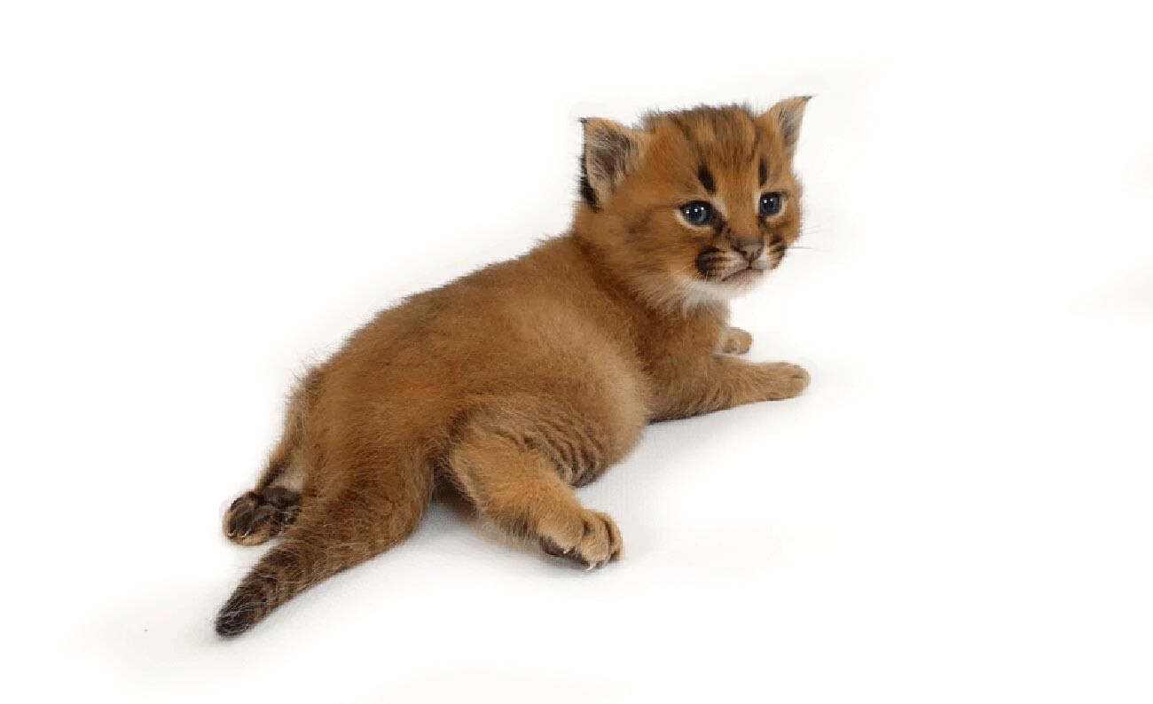 世界最大の飼い猫 カラキャットはなぜロシアで繁殖されるようになったのか 写真特集 ロシア ビヨンド