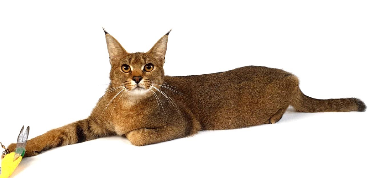 世界最大の飼い猫 カラキャットはなぜロシアで繁殖されるようになったのか 写真特集 ロシア ビヨンド