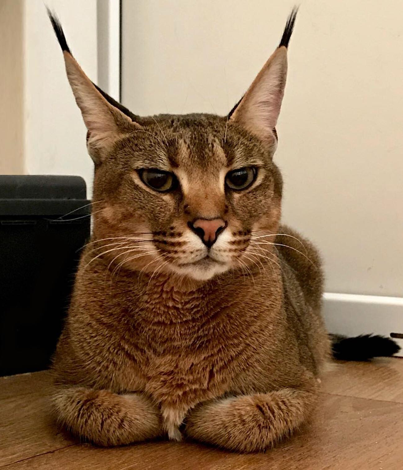世界最大の飼い猫 カラキャットはなぜロシアで繁殖されるようになったのか 写真特集 ロシア ビヨンド