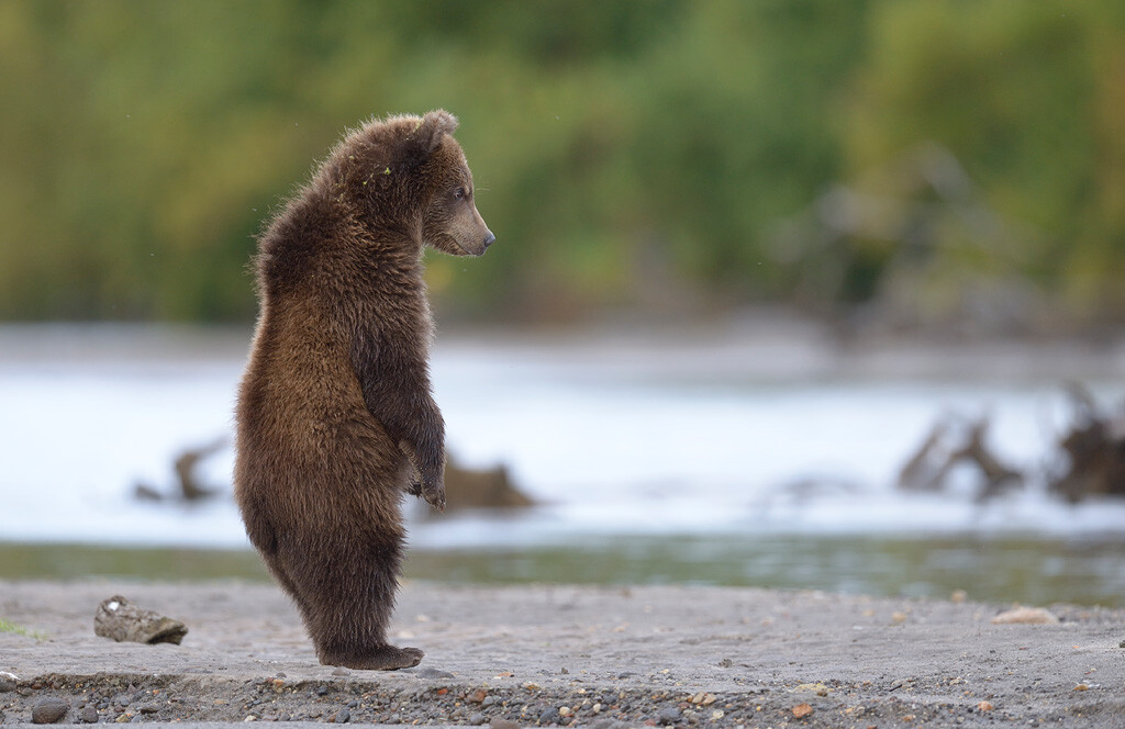 Медвежонок на Курильском озере.