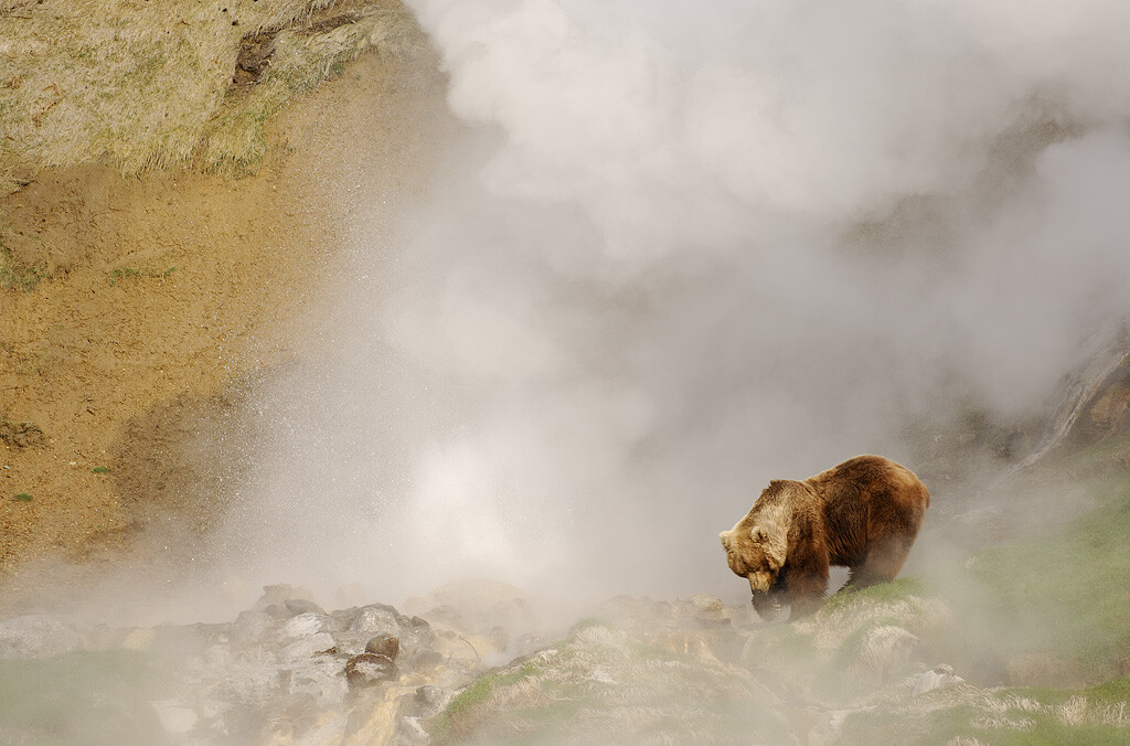 Медведь и гейзер, Камчатка.