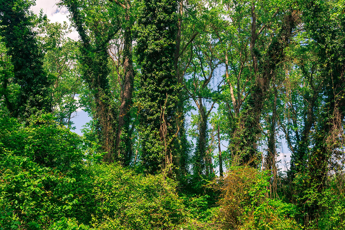 Samur Grove: The only tropical LIANA forest in Russia (PHOTOS) - Russia ...