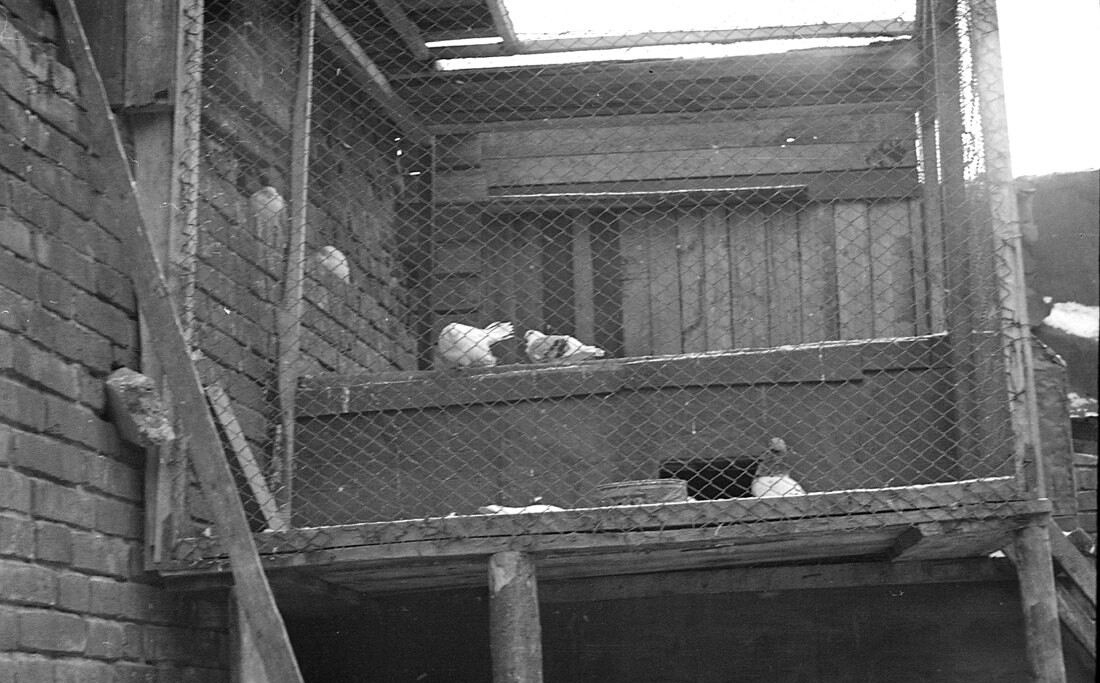 Why was there a dovecote in almost every yard of Soviet Moscow