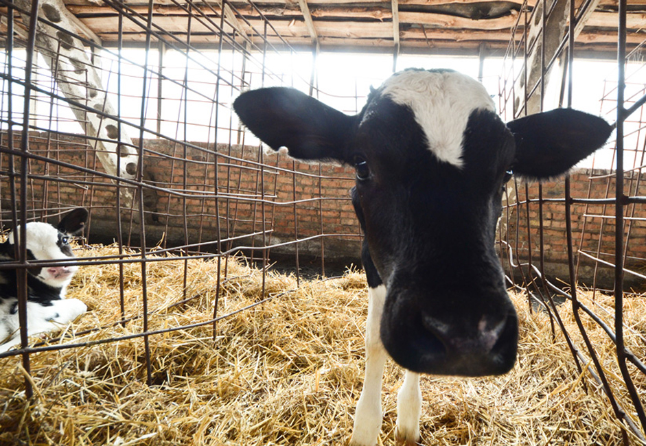 Untuk bisa mulai menghasilkan susu, sapi harus mencapai usia 16 bulan dan memiliki berat minimal 300 kilogram. Setelah mencapai berat badan tersebut, sapi diinseminasi. Sembilan bulan kemudian, sapi melahirkan anak dan mulai menghasilkan susu. Ketika mencapai usia tiga hingga 3,5 tahun, sapi dipotong untuk diambil dagingnya.