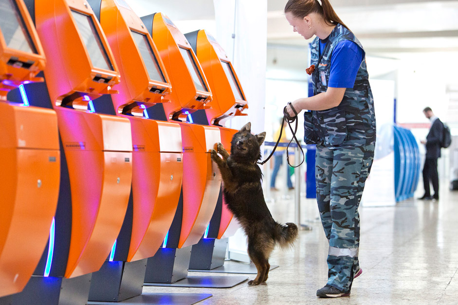 Security employee with a Sulimov dog - Russia Beyond