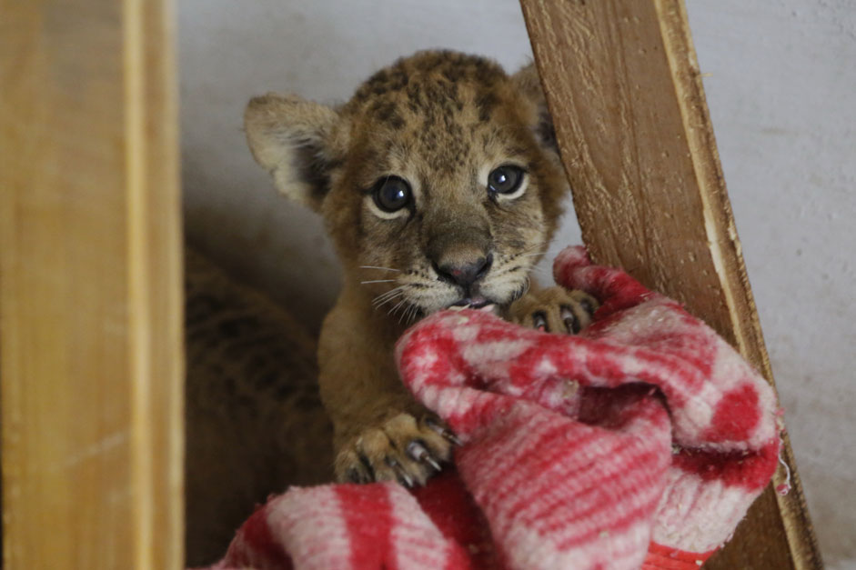 Eine wärmende Decke soll ein Löwenjunges im Safaripark Taigan auf der Krim gegen die Kälte schützen. Die Tiere sind von der unterbrochenen Stromversorgung besonders betroffen. 