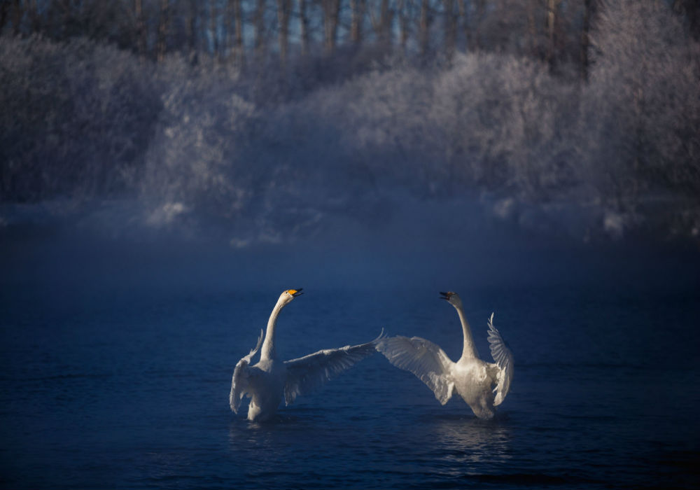 Категорија: птице. / Лабудови на Светлом језеру на Алтајским планинама које се зими не замрзава због својих притока.