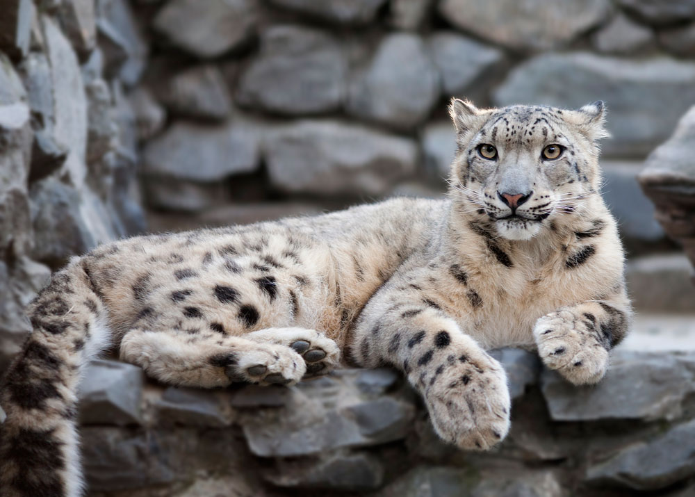 La sua mascotte è questo meraviglioso leopardo delle nevi