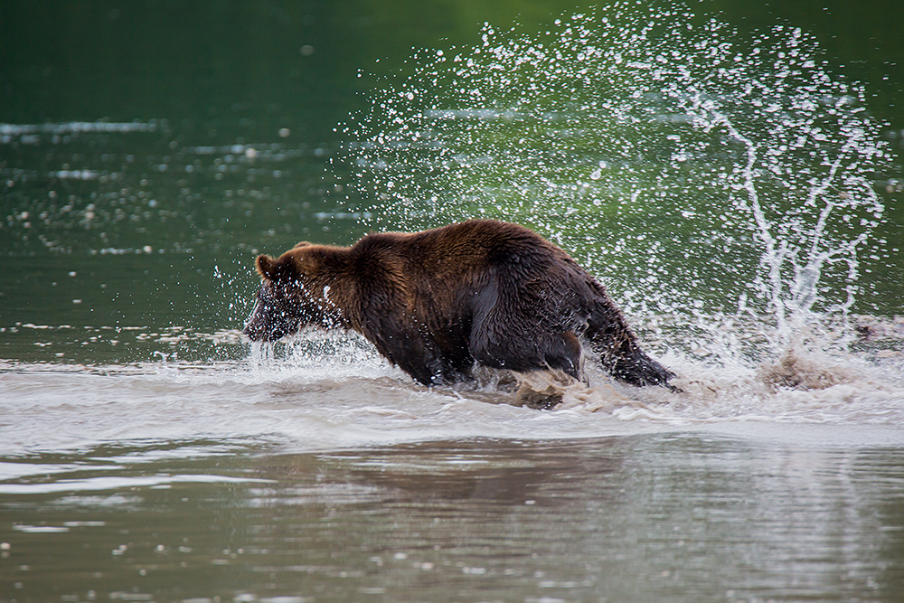 Najsigurnije i najimpresivnije mjesto za promatranje medvjeda Kamčatke je na jezeru Kurilski (200 kilometara od Petropavlovsk-Kamčatskog).