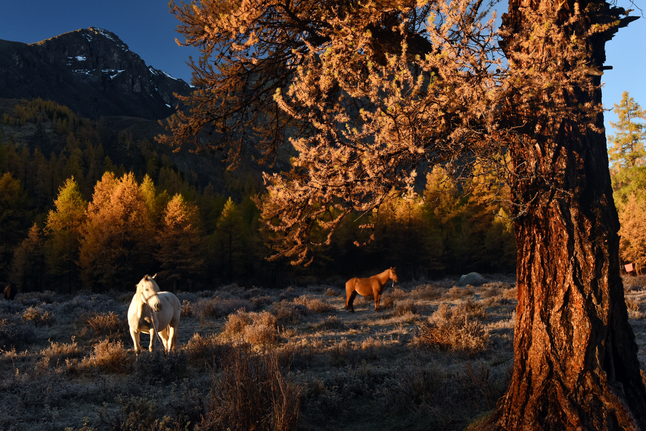 Horses graze in the Karakabak River valley of the North Chuya Mountain Range in the Altai Republic