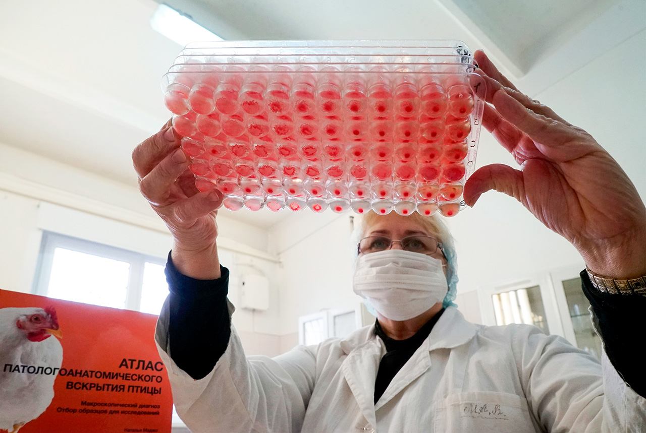 Virus flu burung diperkirakan masuk ke Rusia melalui Timur Jauh.