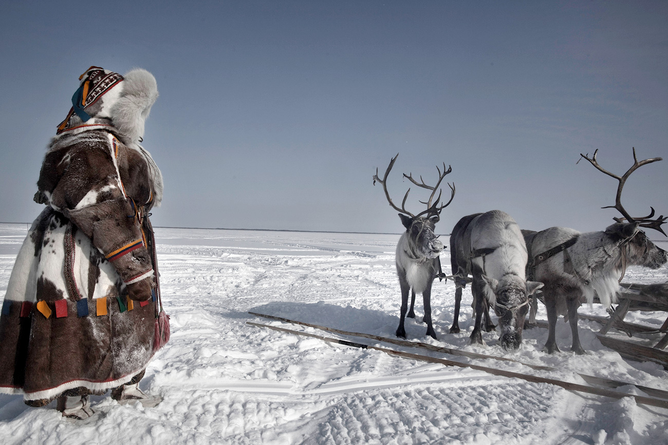 A Russian Nenet woman next to reindeers dueing spring celebrations near the vilage of Aksarka at the Yamal peninsula