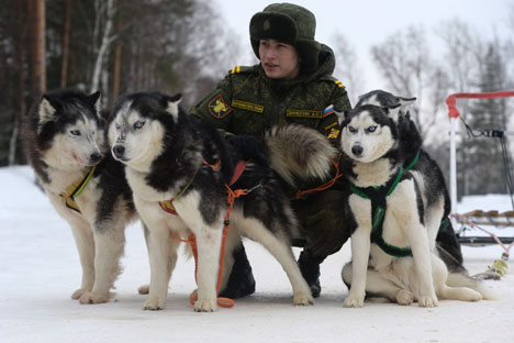 Pada masa Perang Dunia II, anjing militer mengantarkan 700 ribu tentara yang terluka dari medan perang ke rumah sakit terdekat. Foto: Mikhail Voskresenskiy/RIA Novosti