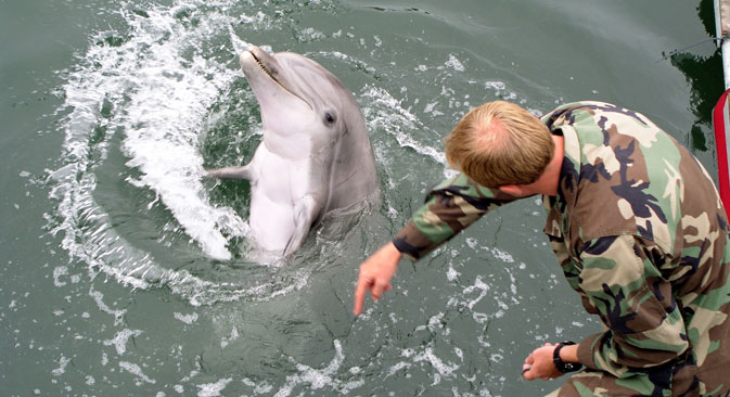 Денес во светот постојат само два центра за обука на борбени делфини – тоа се базата во Сан Диего (САД) и во Севастопољ. Фотографија од слободни извори