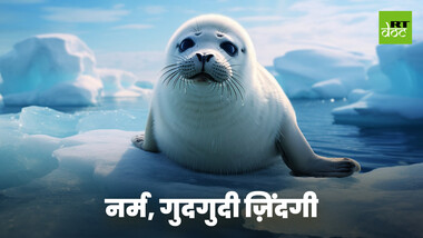 क्या खत्म हो रही हैं आर्कटिक की प्यारी सफेद हार्प सील?