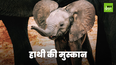 अफ़्रीका में हाथी दांत के अवैध शिकार के बीच, अनाथ हाथी के बच्चों को बचाने का प्रयास 