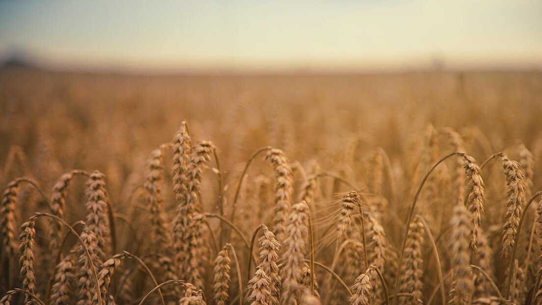 Pakistan želi da uvozi pšenicu iz Rusije