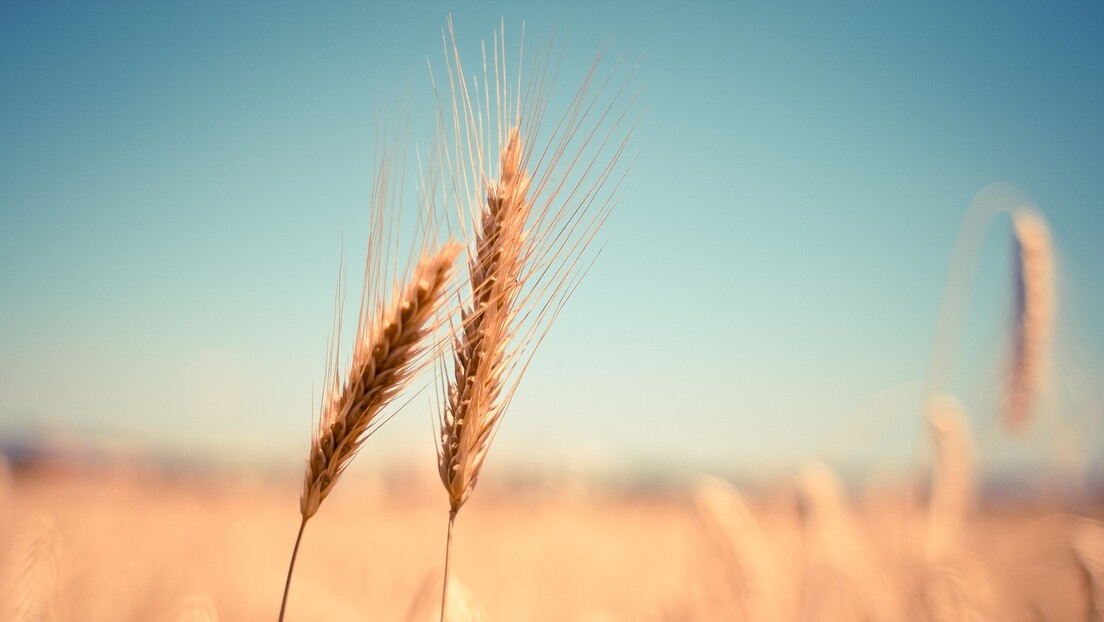 Аргентина би могла да одложи испоруке пшенице