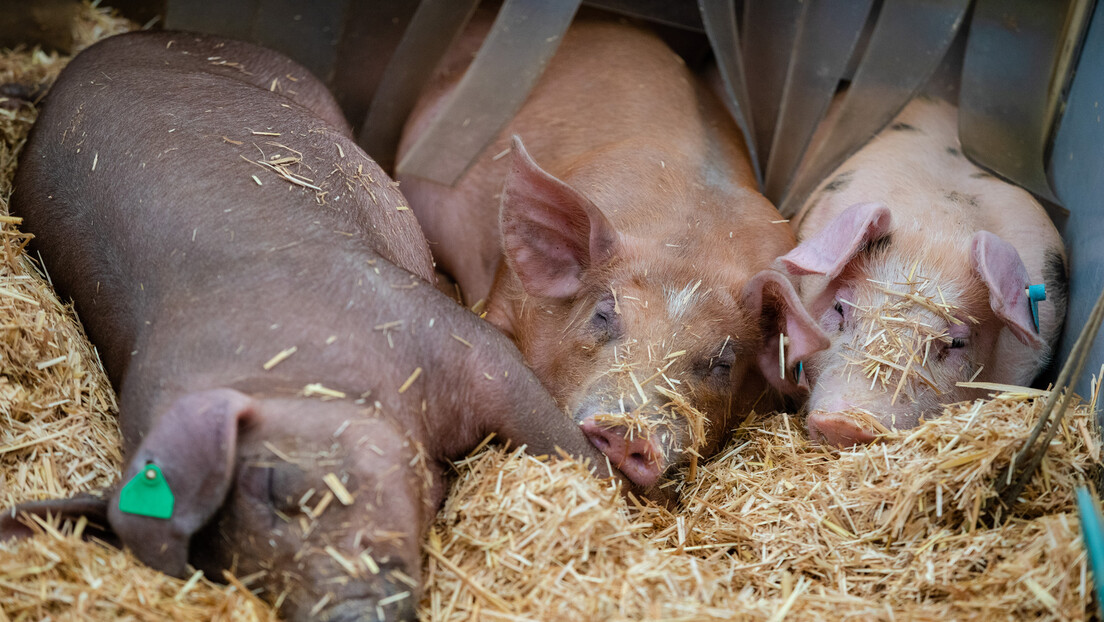 Немачка остаје без свиња: Сточни фонд се за две године смањио за петину