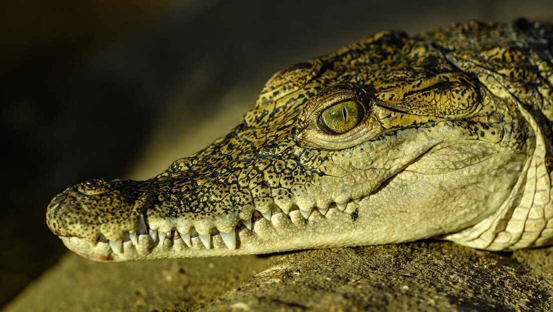 Krokodilske lobanje u egipatskim grobnicama kao simbol luksuza i zaštite