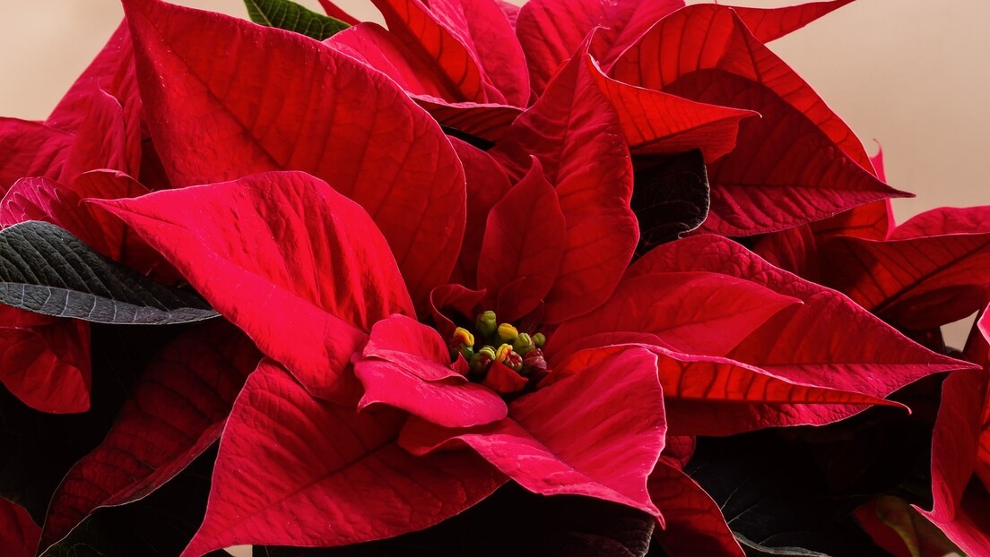 Како је je цвет Астека постао симбол Божића: "Божићна звезда"као омиљени празнични цвет