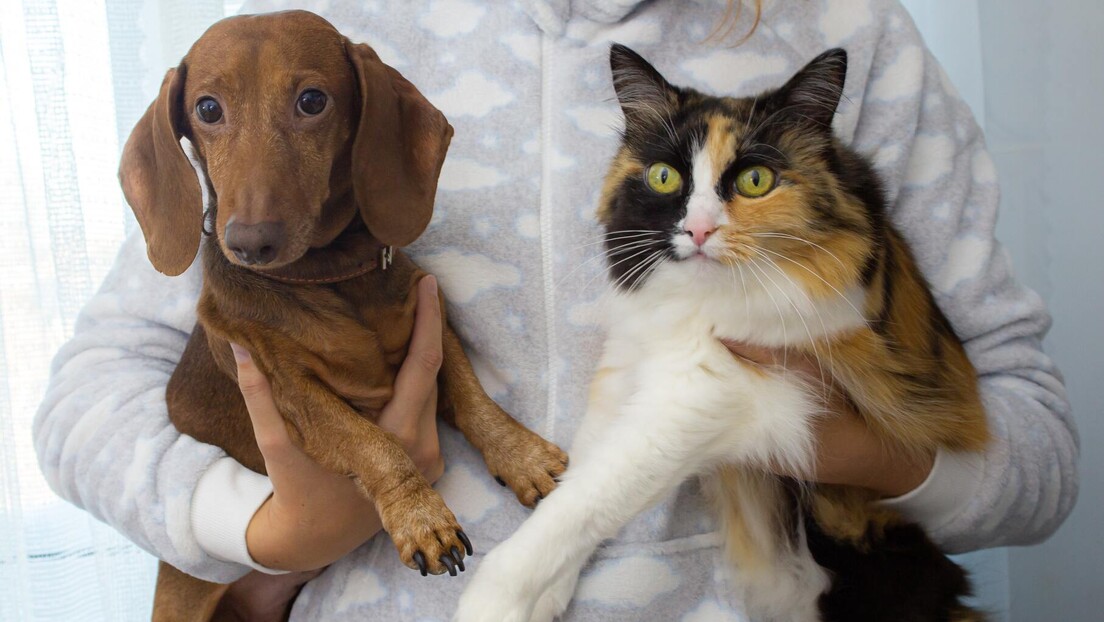 Пас или мачка - шта одабир кућног љубимца говори о вашој личности