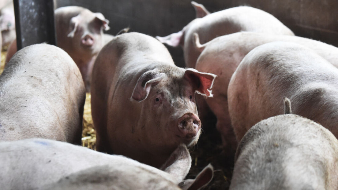 Медији: Украјинске житарице намењене гладним нацијама завршиле као - храна за шпанске свиње