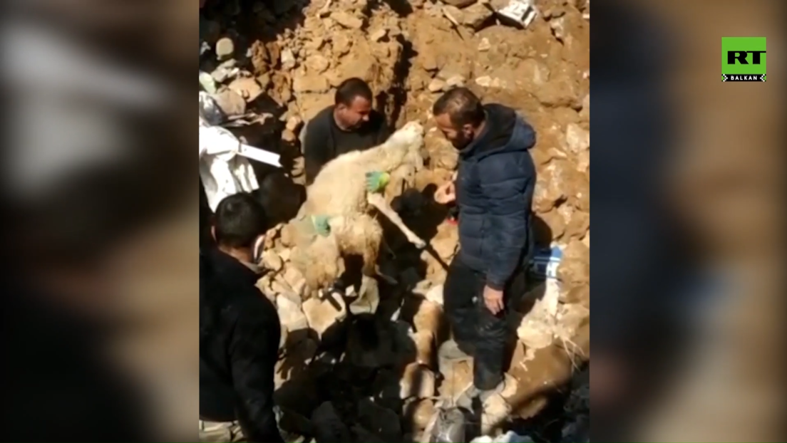 Spasioci nikog ne ostavljaju ispod ruševina: Ovce preživele zemljotres u Turskoj (VIDEO)