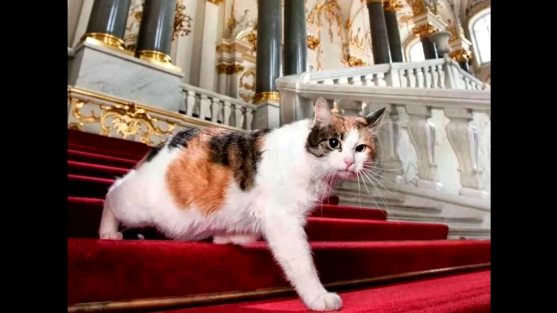 Нежни чувари најпознатијег руског музеја - Ермитаж чувају мачке