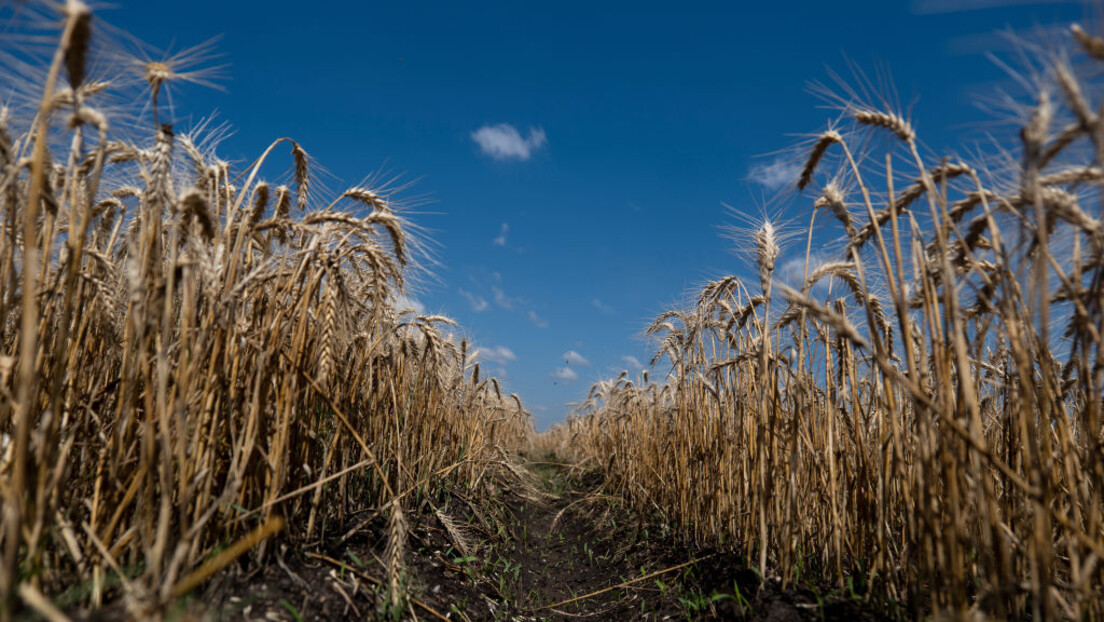 Moskva: Sporazum o žitu produžen za samo 60 dana jer nema napretka u isporuci ruskog đubriva